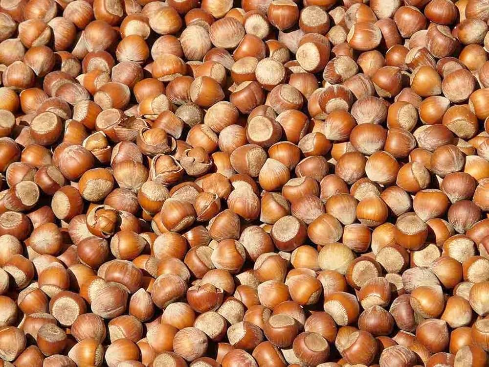 Hazelnut Seed